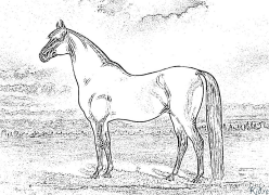 cheval Coloriages À Imprimer